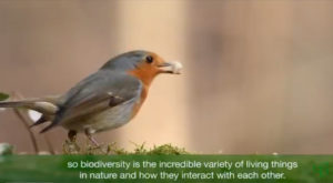 Key Facts About Biodiversity Loss on Earth